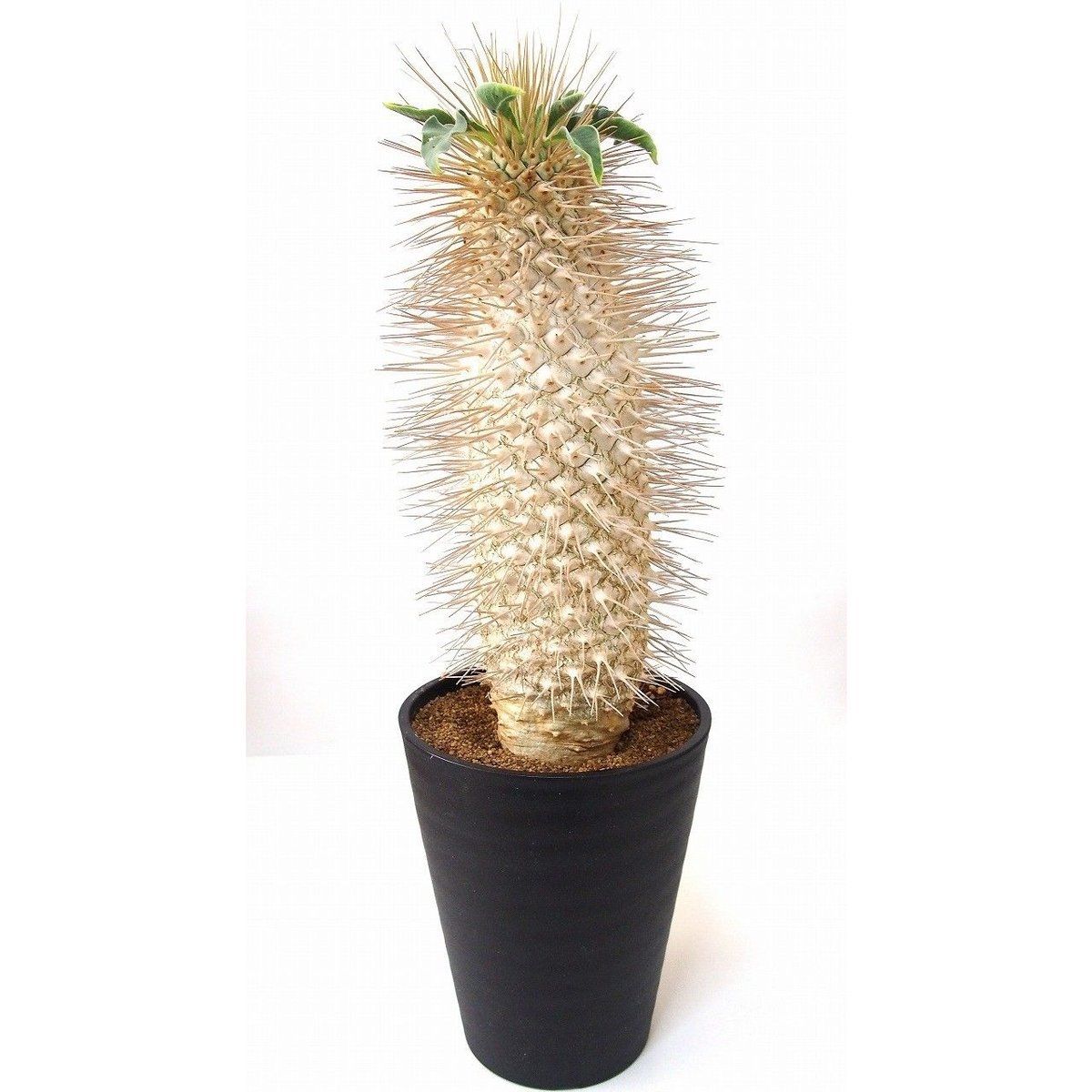 Pachypodium namaquanum パキポディウム ナマクアナム 光堂