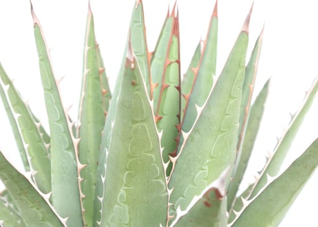 Agave purpusorum