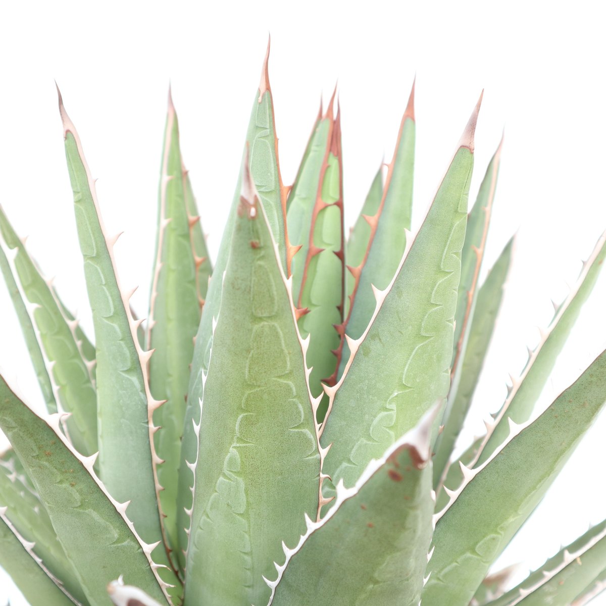 Agave purpusorum | mana's farm:塊根植物・アガベ・ドライガーデン