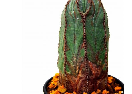 ユーフォルビア　オベサ Euphorbia obesa