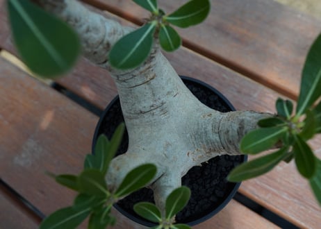 パキポディウム　エブレネウム　Pachypodium eburneum  No.2