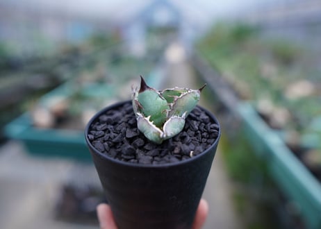 アガベ　チタノタ　 ブラックアンドブルー 　Agave titanota black and blue　No.4