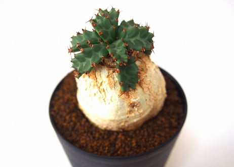 ユーフォルビア ステラータ 飛竜  Euphorbia stellata  未発根