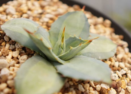 Agave parryi 　吉祥天 中斑　NO.2
