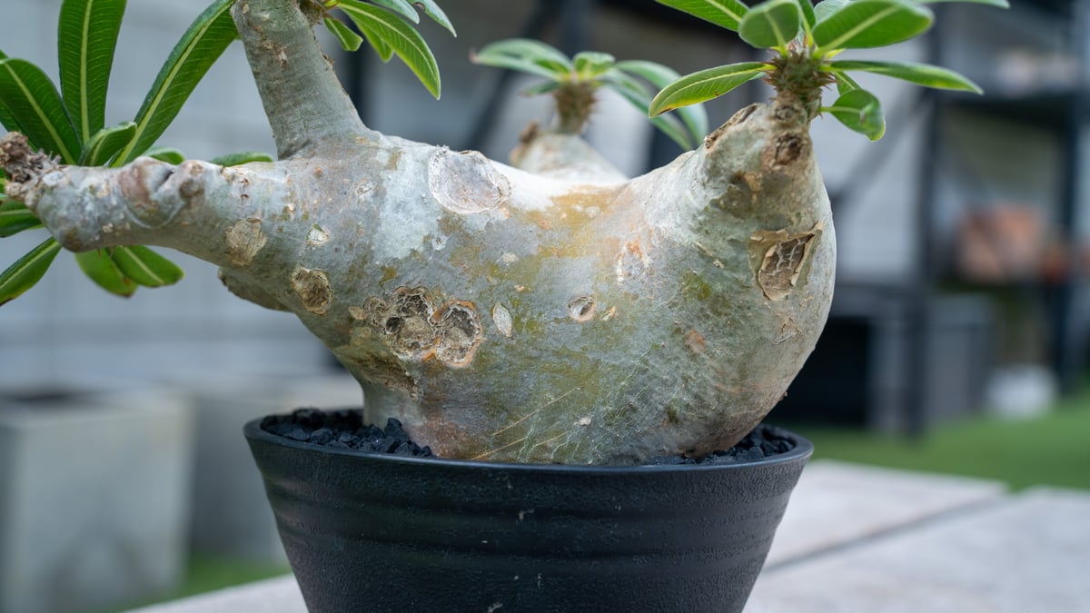 パキポディウム マカイエンセ | mana's farm:塊根植物・アガベ・ドライ