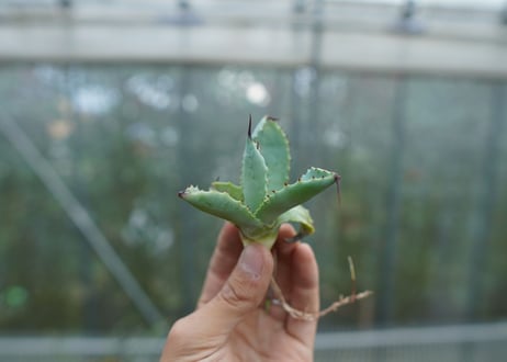 【抜き苗】アガベ　マクロアカンサ×ポタトラム　 Agave macroacantha×potatorum