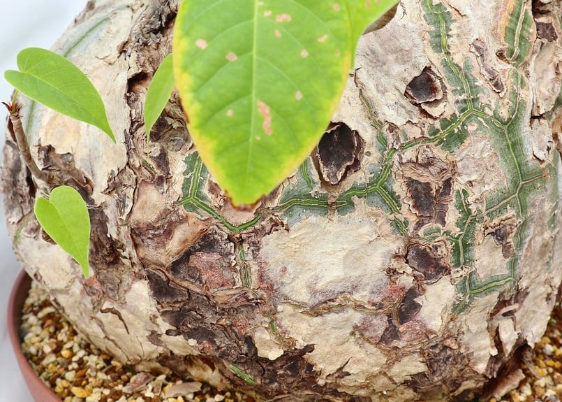 プセウド ボンバックス | mana's farm:塊根植物・アガベ・ドライ