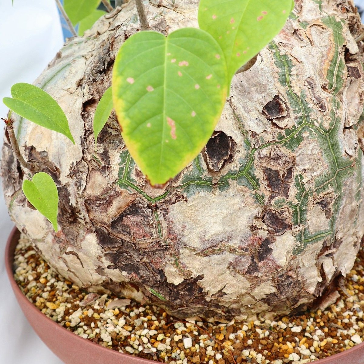 プセウド ボンバックス特大 プセウド ボンバックス | mana's farm:塊根植物・アガベ・ドライ