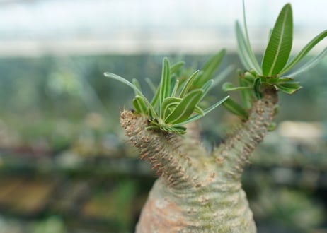 パキポディウム　グラキリス　 Pachypodium Gracilius  No.2