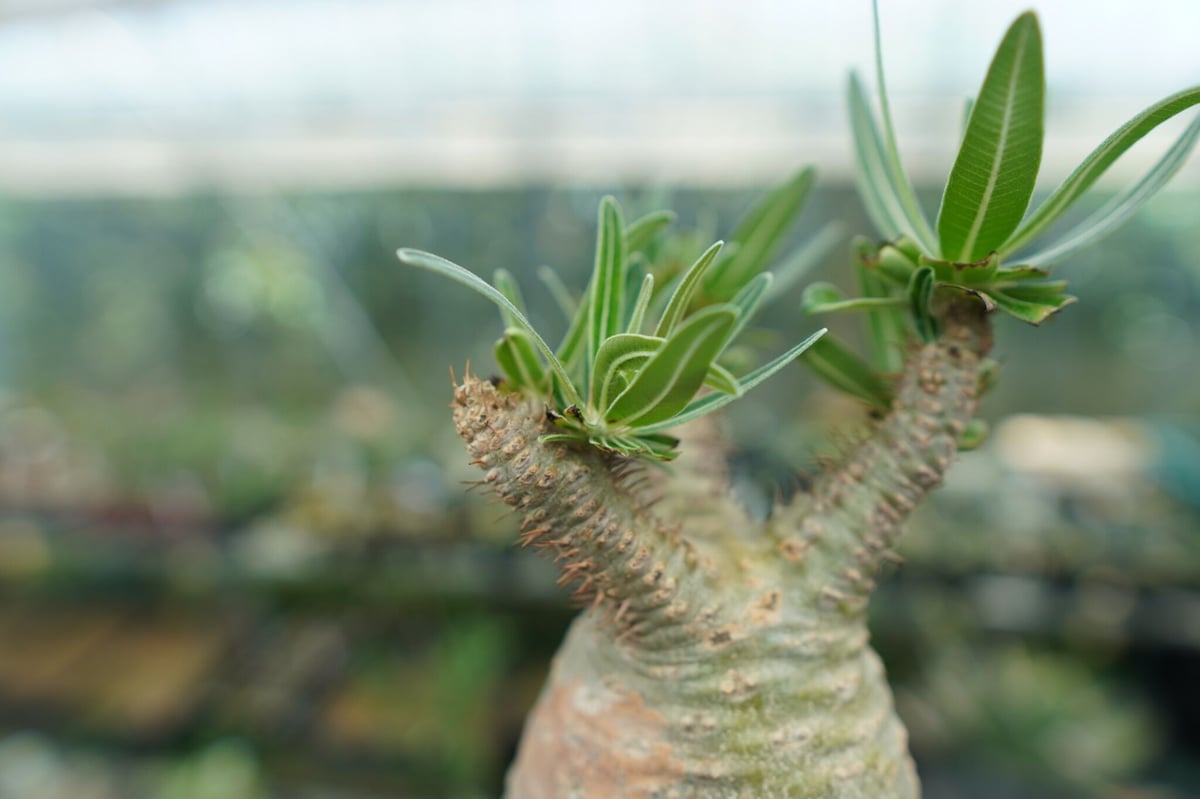 パキポディウム グラキリス Pachypodium Gracilius No.2 | ma
