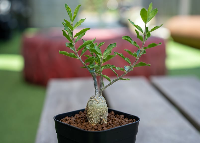 フォッケア　エデュリス　大株 火星人 フォッケア・エデュリス【大株】 - 塊根植物・コーデック