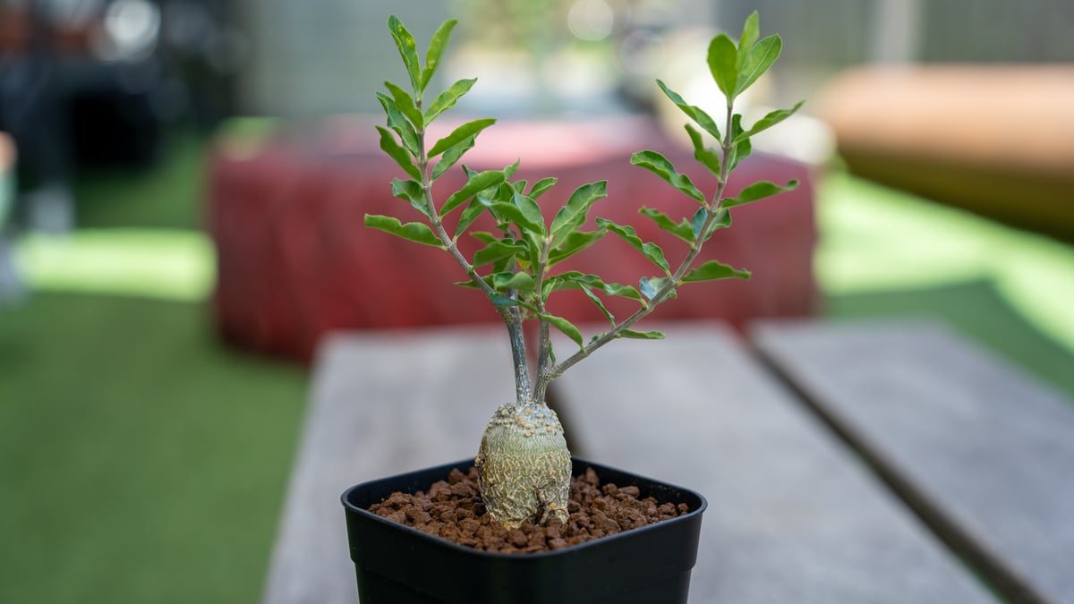 フォッケア エデュリス | mana's farm:塊根植物・アガベ・ドライ