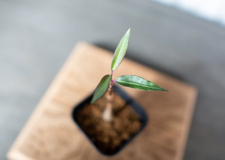 ペトペンチアナタレンシス 沖縄実生