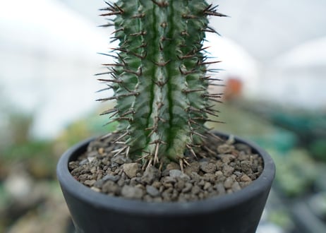ユーフォルビア　ゼブラホリダ　Euphorbia horrida var. zebrina