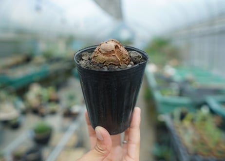 亀甲竜　Dioscorea elephantipes　No.6