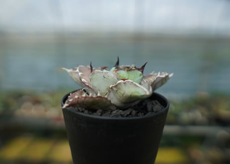 アガベ　チタノタ　 ブラックアンドブルー 　Agave titanota black and blue　No.6