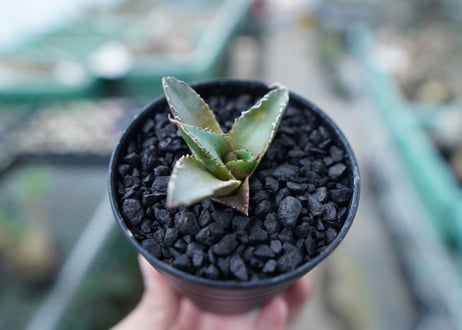 アガベ　チタノタ　FO-76　Agave titanota  FO-76　No.10