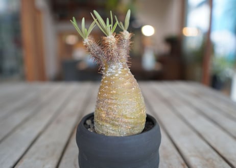 パキポディウム　グラキリス　 Pachypodium Gracilius