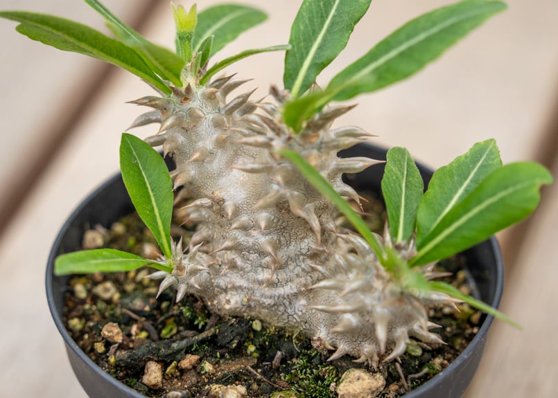 パキポディウム 恵比寿大黒 | mana's farm:塊根植物・アガベ・ドライ