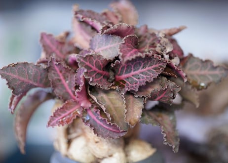 Euphorbia francoisii