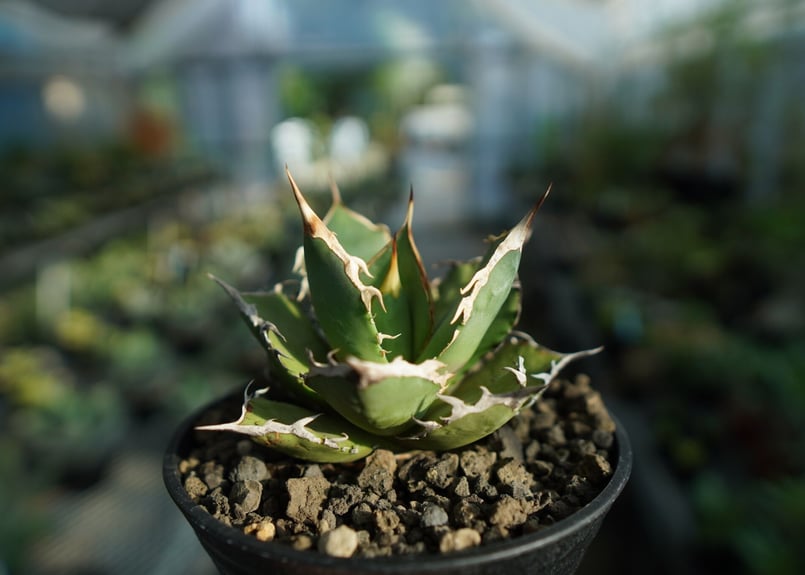 【30cm超】Agave titanota FO-76 アガベ チタノタ fit=scale-down,w=1200