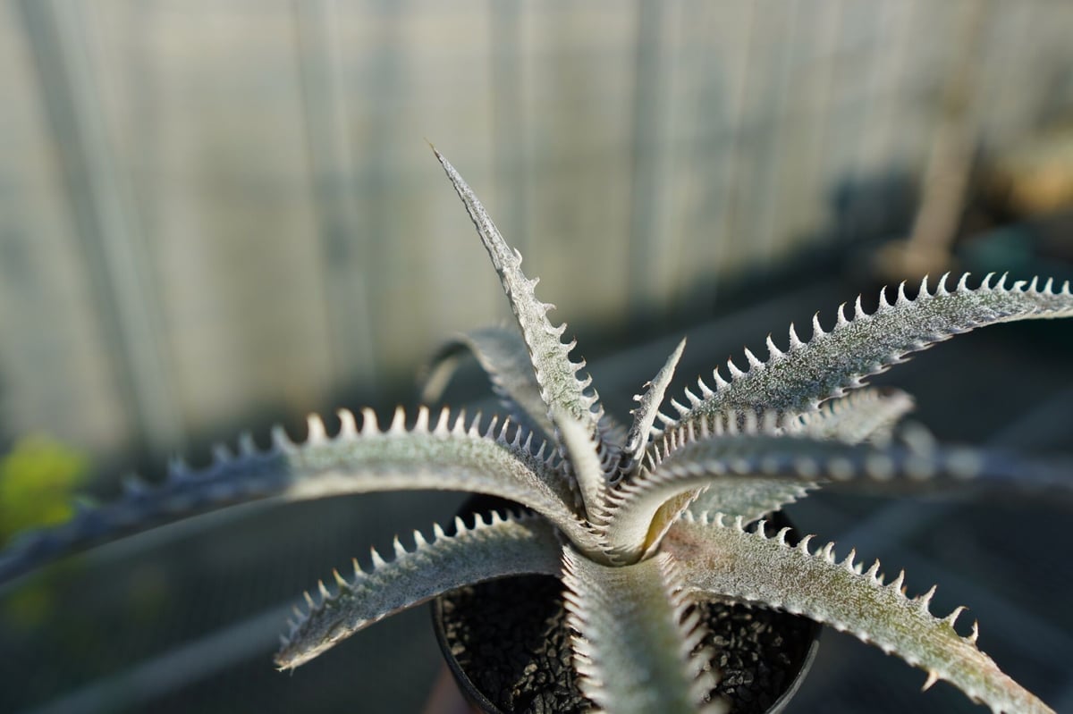 ディッキア ハイブリッド HH×(ML×BS) Dyckia hyb. HH×(ML×BS)