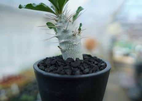パキポディウム　サンデルシー　Pachypodeium saundersii  No.2