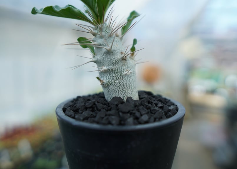 パキポディウム サンデルシー Pachypodeium saundersii No.2 |