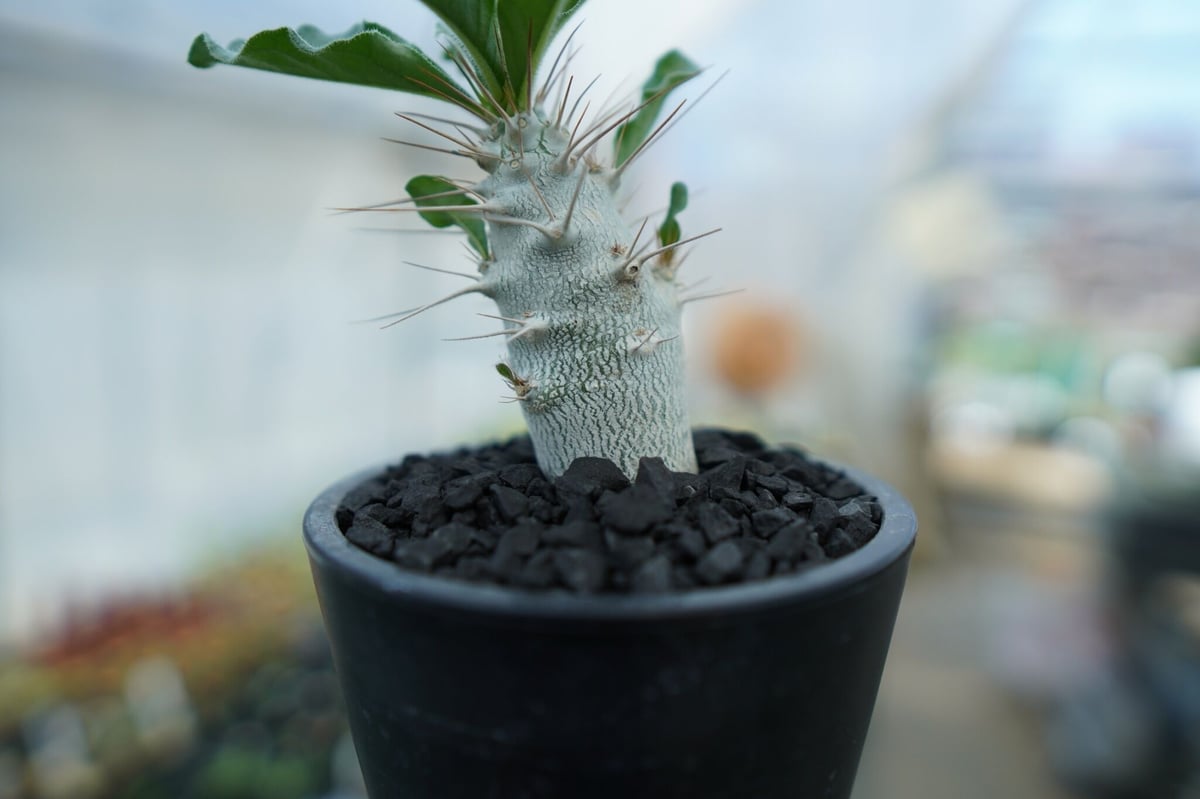 パキポディウム サンデルシー Pachypodeium saundersii No.2 |