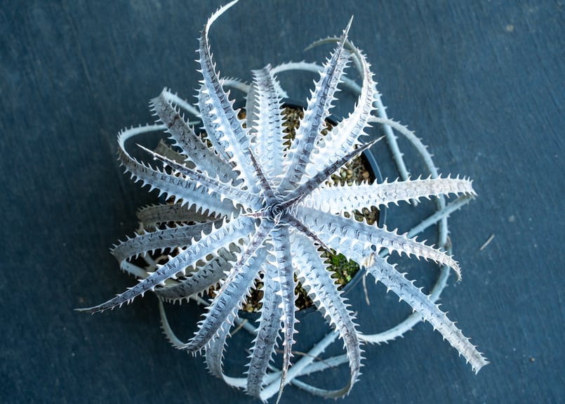 ディッキア | mana's farm:塊根植物・アガベ・ドライガーデン植物販売