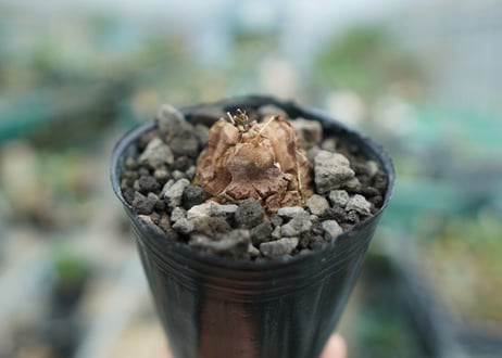 亀甲竜　Dioscorea elephantipes　No.3
