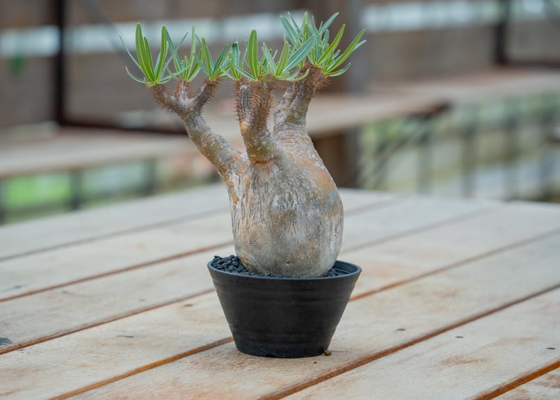 パキポディウム グラキリス NO.4 | mana's farm:塊根植物・アガベ