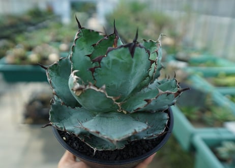 アガベ　チタノタ　 ブラックアンドブルー 　Agave titanota black and blue　No.6