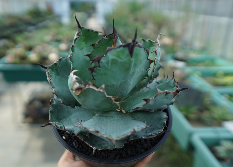 アガベ チタノタ ブラックアンドブルー Agave titanota black アガベ チタノタ ブラックアンドブルー Agave titanota black