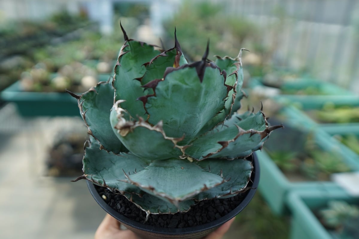 アガベ ブルー実生 黒鋸歯 アガベ チタノタ ブラックアンドブルー Agave titanota black and