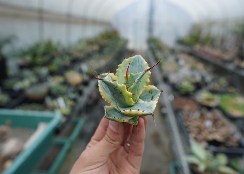 抜き苗】アガベ 怒雷神錦 Agave potatorum verschaffeltii | 