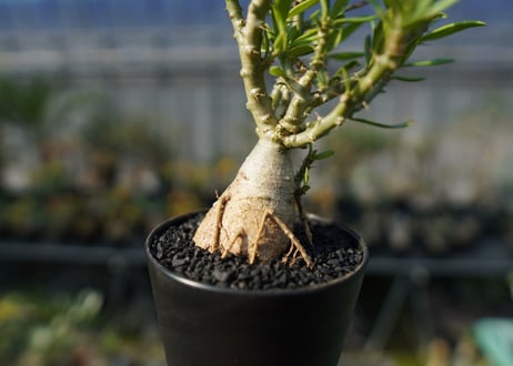 パキポディウム　ビスピノーサム　Pachypodium bispinosum No.1