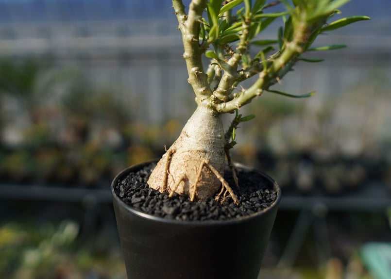 パキポディウム ビスピノーサム Pachypodium bispinosum No.1 | m パキポディウム ビスピノーサム Pachypodium bispinosum No.1 | m