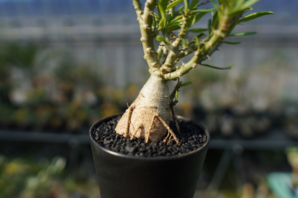パキポディウム ビスピノーサム Pachypodium bispinosum No.1 | m