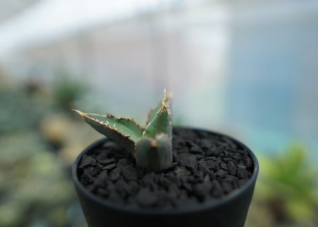 アガベ　チタノタ　狼人　agave titanota "狼人"　No.2