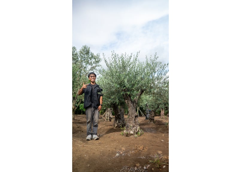 ねこなでたい農園　オリーブの木　コラティナ　極太　古木　8月17日出品終了 ねこなでたい農園様専用 オリーブの木 コラティナ 極太 古木 8月