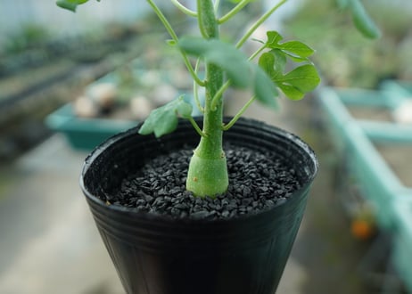 アデニア　グラウカ　Adenia glauca  No.2
