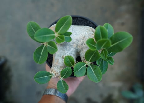 パキポディウム　エブレネウム　Pachypodium eburneum
