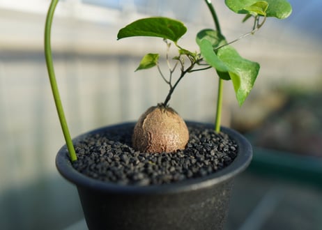 亀甲竜　Dioscorea elephantipes No.1