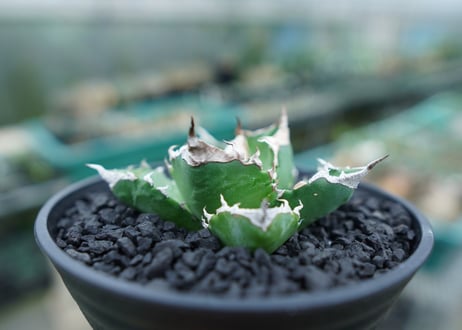 アガベ　チタノタ　白火焔　agave titanota white fire　No.2