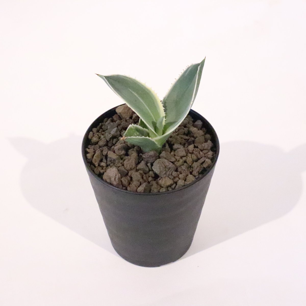 アガベ アリゾニカ 太葉 子株 アガベ アリゾニカ 太葉 子株 【公式通販】