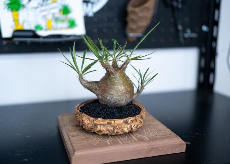 パキポディウム グラキリス 沖縄管理株 | mana's farm:塊根植物