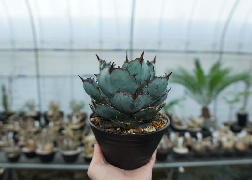 アガベ チタノタ ブラックアンドブルー Agave titanota black and