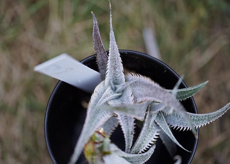 Dyckia marniel marnier lapostollei pinkspine |