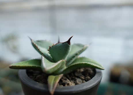 アガベ　チタノタ　ブルー　Agave Titanota Blue　No.1